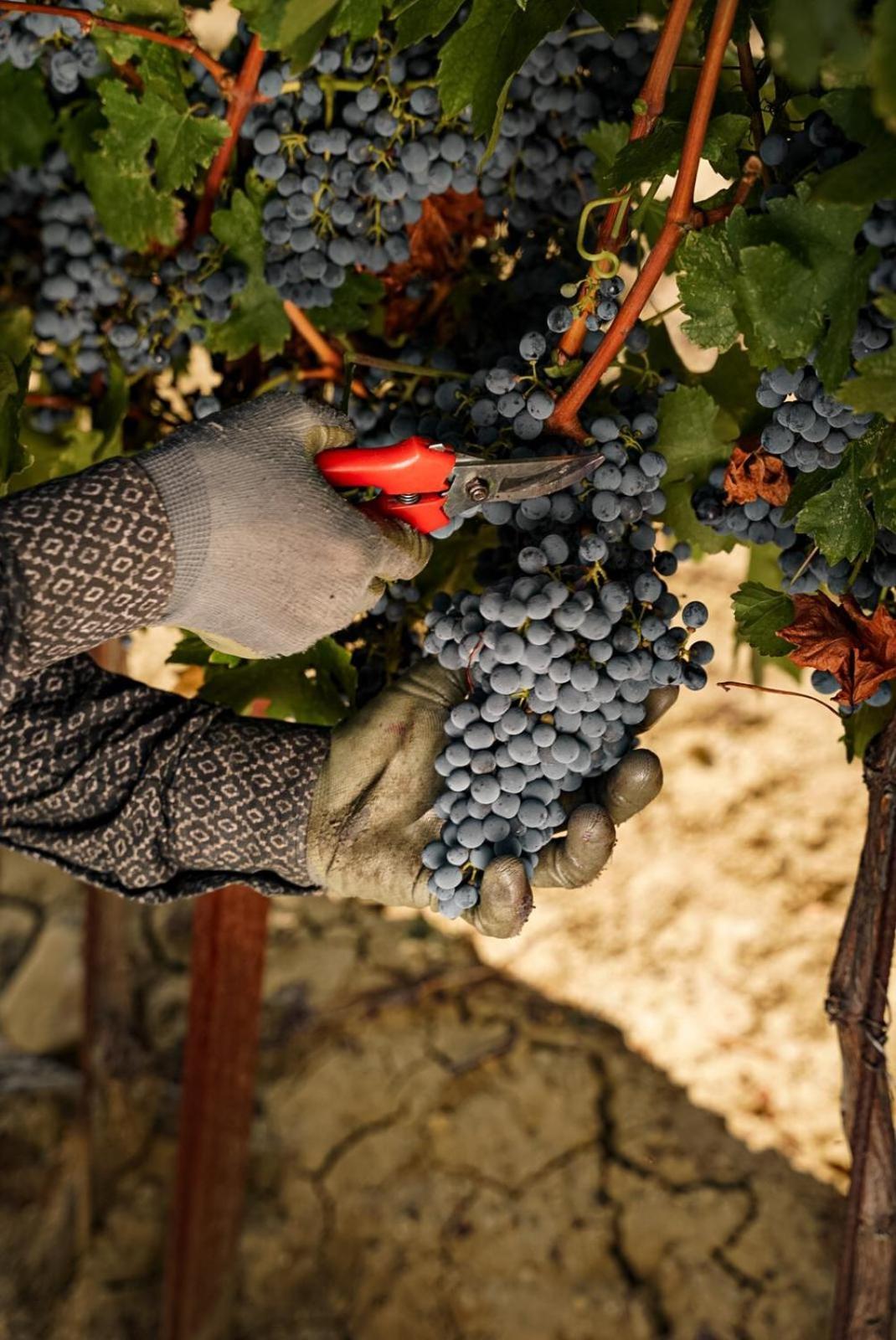 Wine Residence Cattunar ブルトニグラ エクステリア 写真