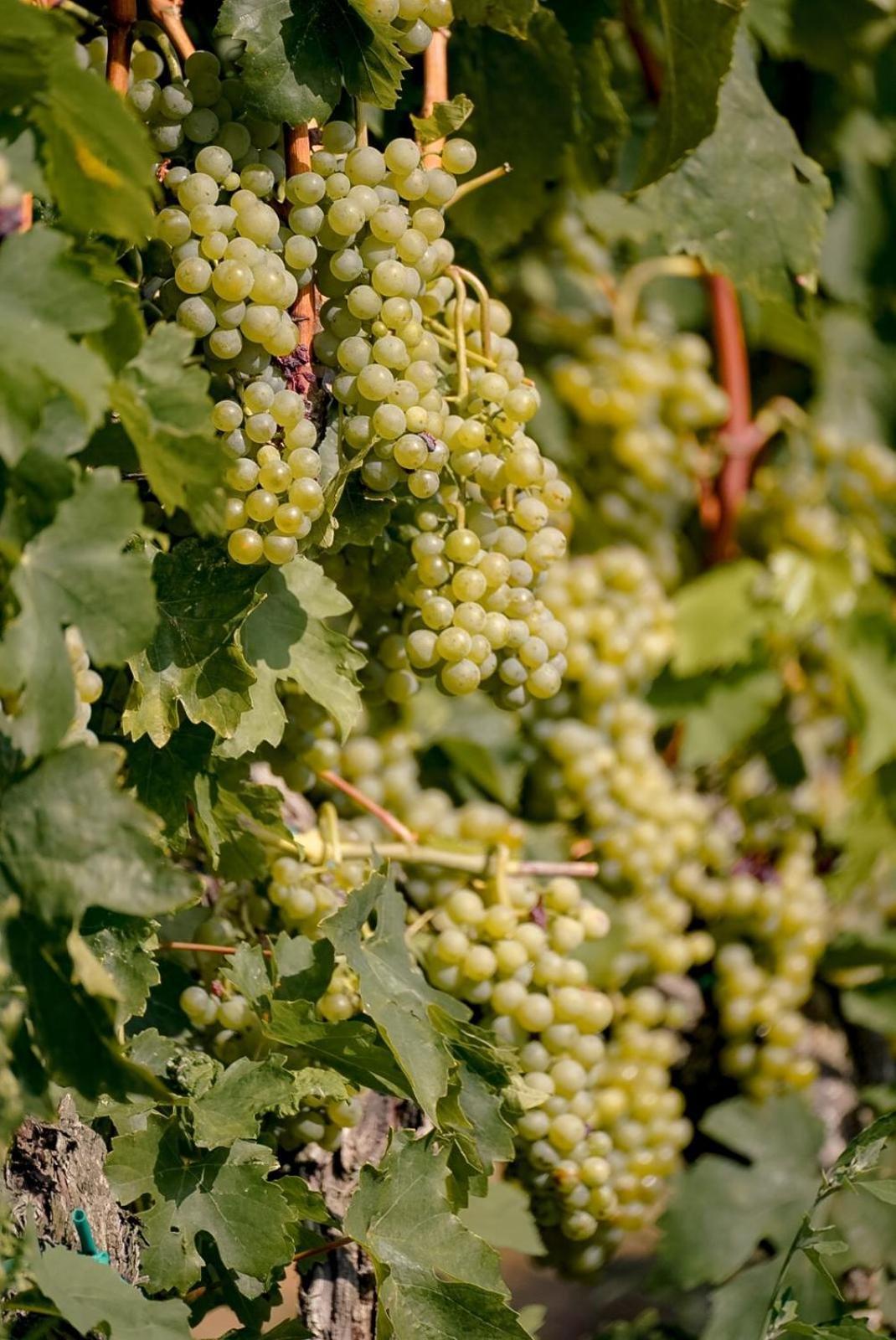 Wine Residence Cattunar ブルトニグラ エクステリア 写真